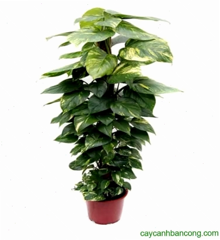 Chăm sóc cây trầu bà thường xuyên để duy trì sinh khí