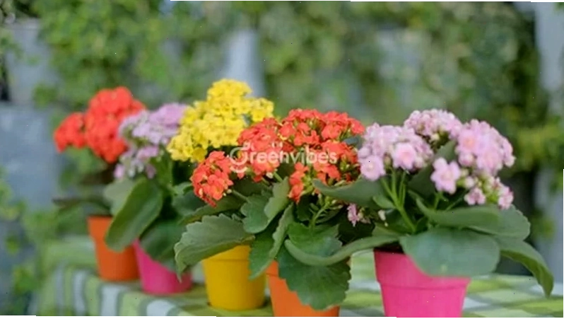 Chậu cây đặt trên kệ ban công nhận ánh sáng gián tiếp