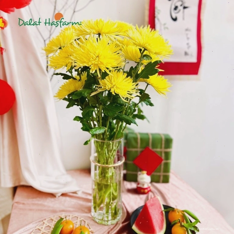 Chậu cúc vàng rực rỡ