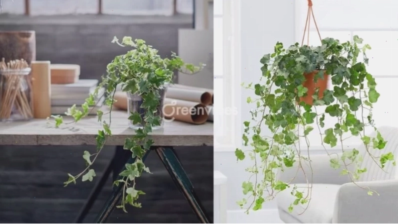 Chậu Vạn Niên Thanh với lá có hoa văn đẹp đặt trên ban công
