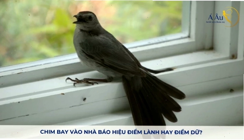 Chim bay vào nhà báo hiệu điềm lành hay điềm dữ?