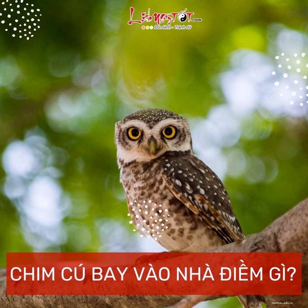 Chim cu bay vào nhà là điềm báo tốt lành về tình duyên và sự nghiệp