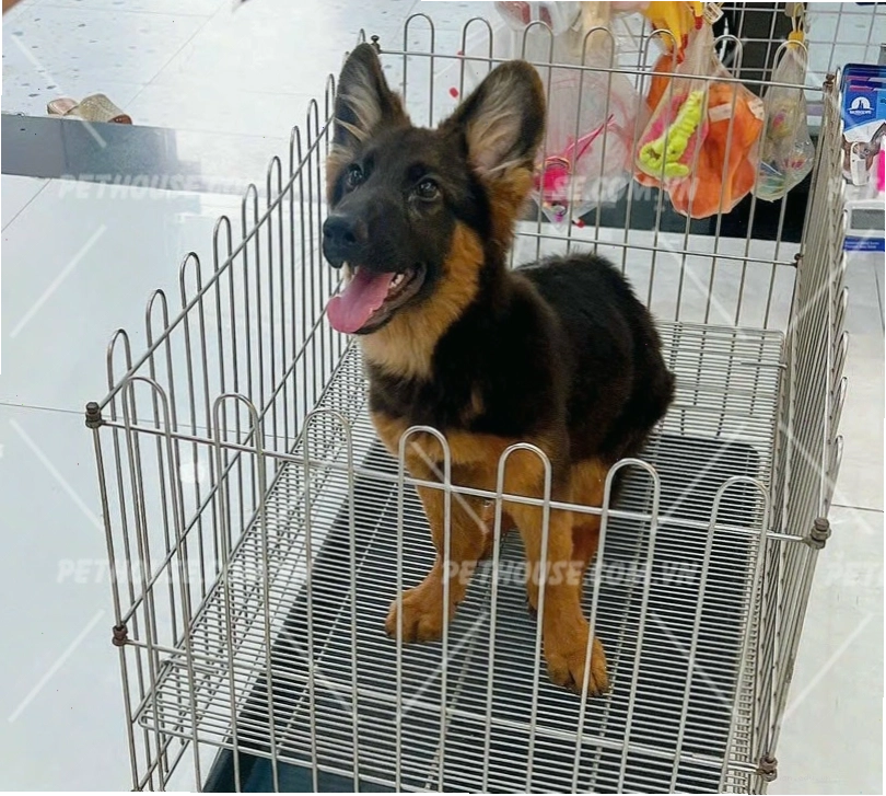 Chó béc giê con thể hiện sự dũng mãnh và linh hoạt trong vận động