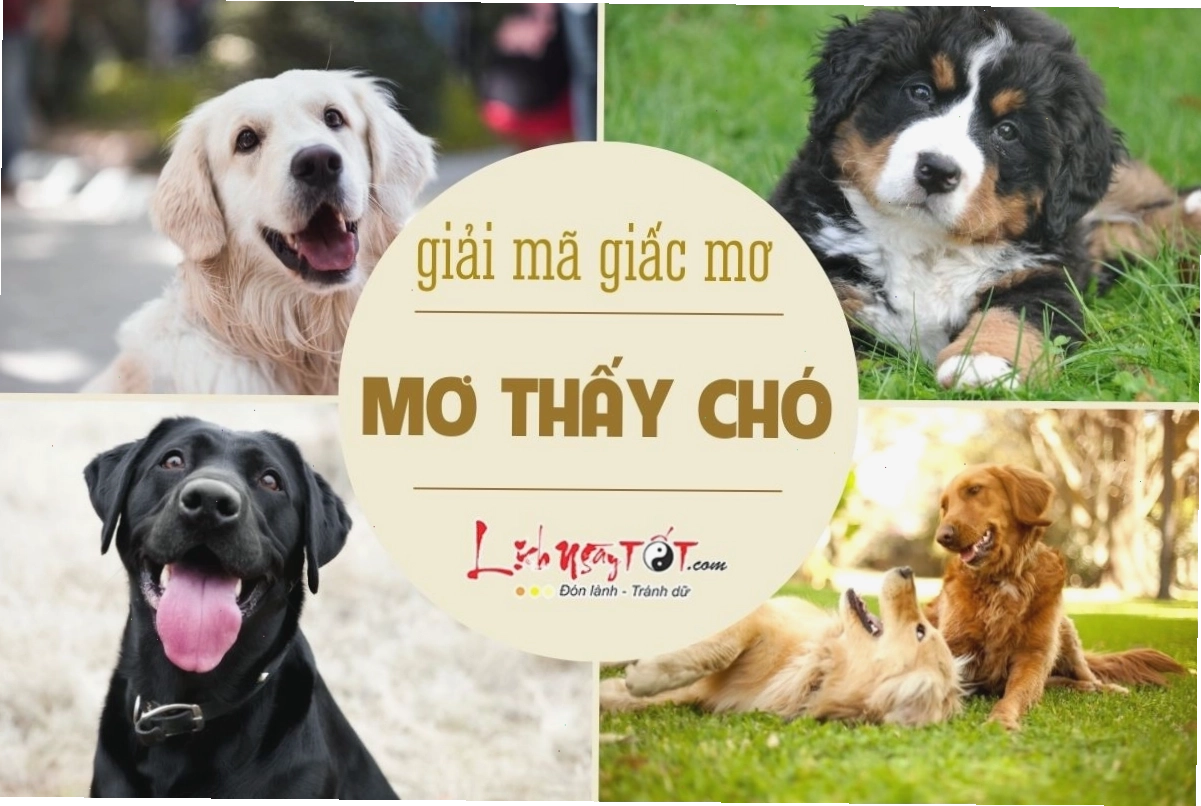 Chó con vào nhà là điềm báo may mắn