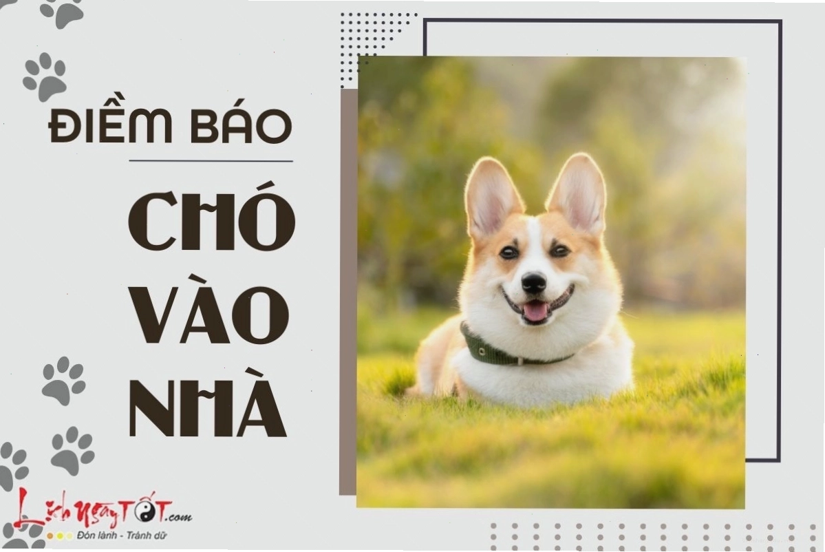 Chó mực vào nhà có ý nghĩa gì