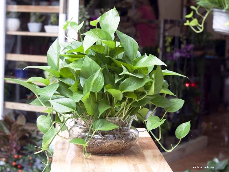 Chọn chậu có lỗ thoát nước tốt và đất trồng tơi xốp cho cây trầu bà
