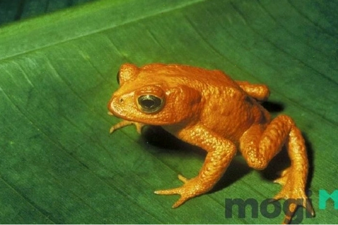 Cóc vàng vào nhà báo hiệu điều gì về tài lộc