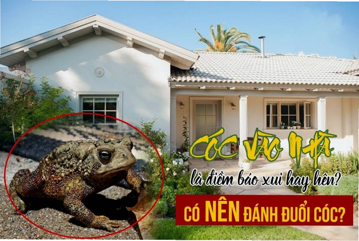 Con cóc vàng tượng trưng cho tài lộc và may mắn khi vào nhà