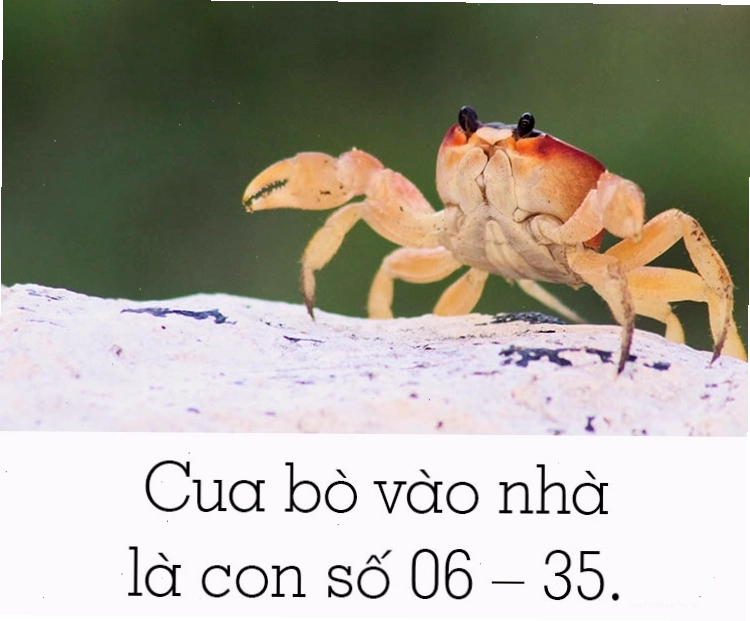 Cua bò vào nhà và các con số liên quan