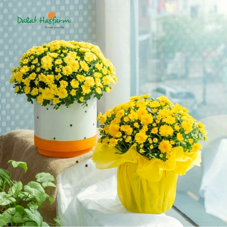 Cúc Hoàn Cầu - một sản phẩm mới của Dalat Hasfarm