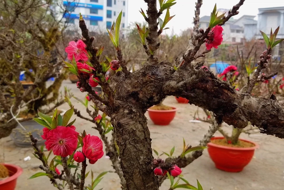 Đào thất thốn quý hiếm, mang ý nghĩa may mắn đặc biệt
