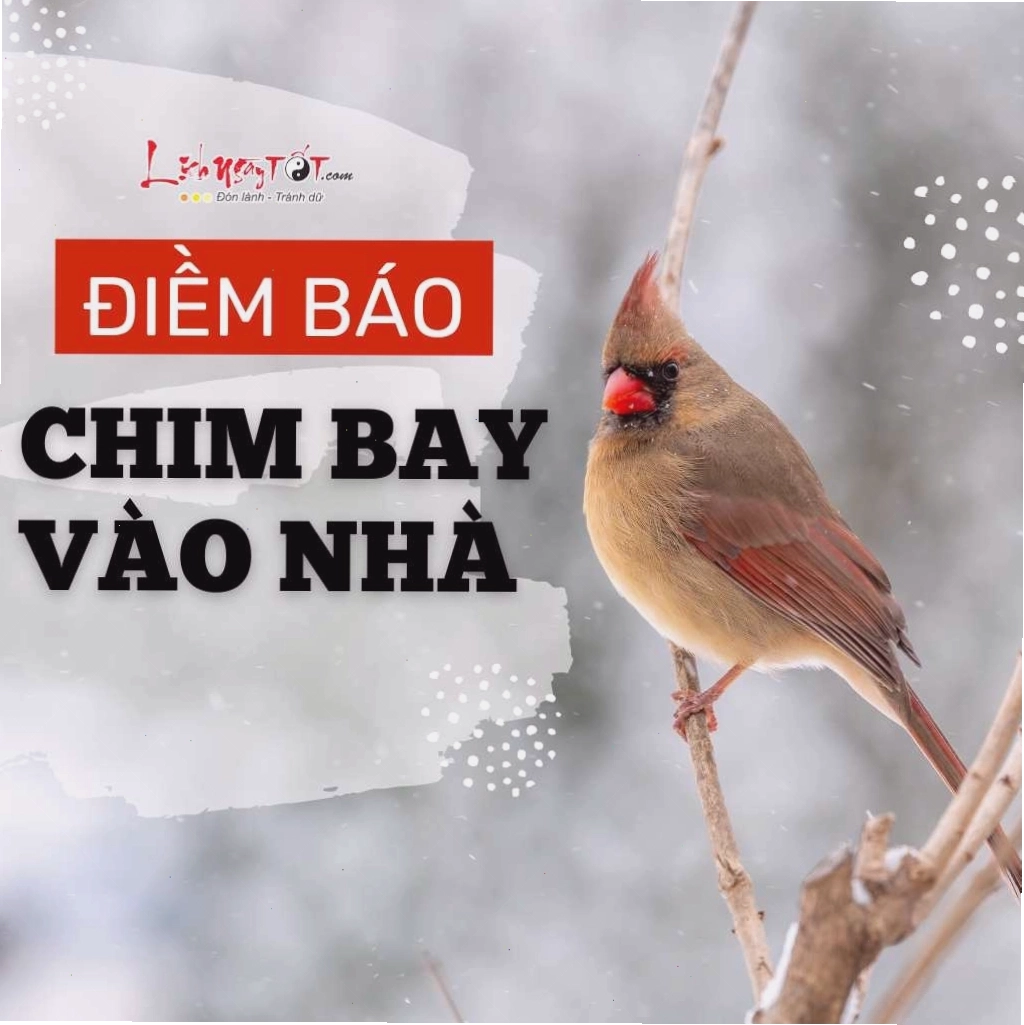 Điềm báo chim bay vào nhà theo quan niệm dân gian