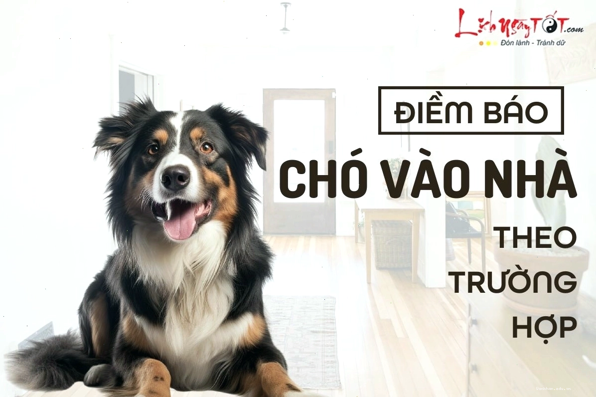 Điềm báo chó vào nhà và ý nghĩa tâm linh