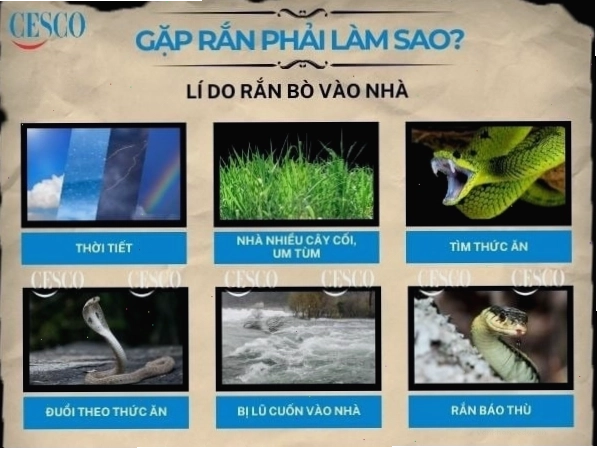 Gặp rắn phải làm gì, cách xử lý khi gặp rắn