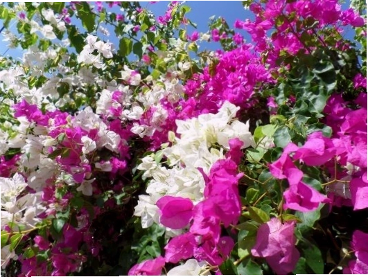 Giống hoa giấy lưỡng tính có thể nở hai màu trên cùng một cây