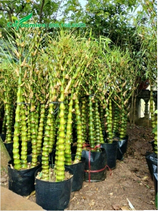Hàng chục chậu cây Trúc Quan Âm nguyên thân đẹp