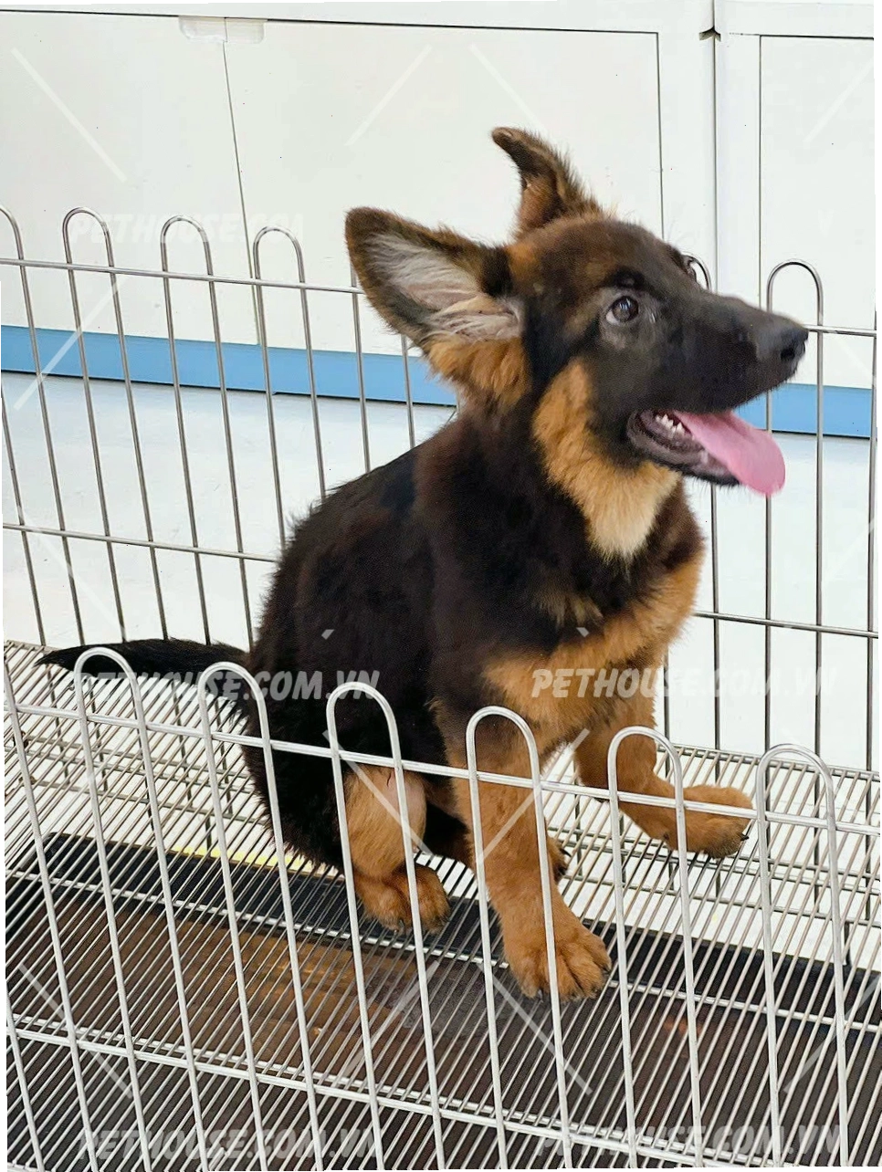 Hình ảnh chó béc giê con thuần chủng với cơ bắp săn chắc