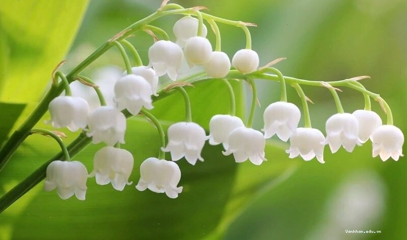 Hình nền hoa Linh Lan trắng siêu đẹp và ấn tượng với ánh sáng lung linh