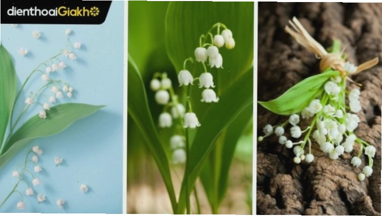 Hình nền hoa linh lan trắng tinh khôi với chùm hoa nhỏ bé