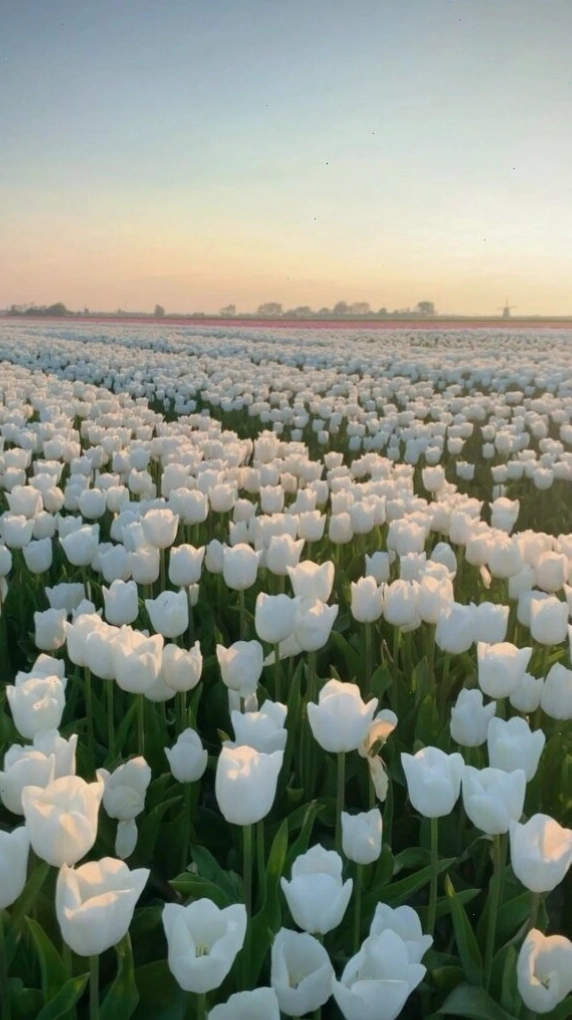 Hình nền hoa tulip đỏ rực rỡ với hiệu ứng chill