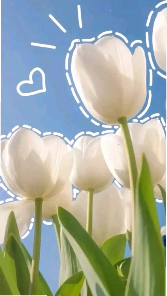 Hình nền hoa tulip trắng với phong cách chill, nhẹ nhàng