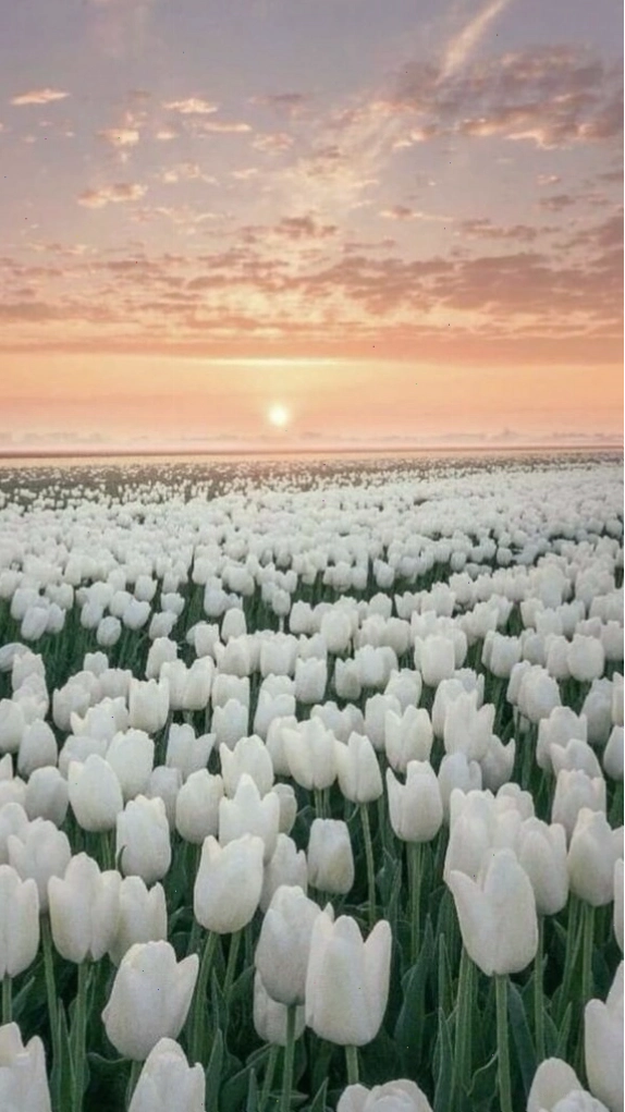 Hình nền hoa tulip vàng chill cho điện thoại