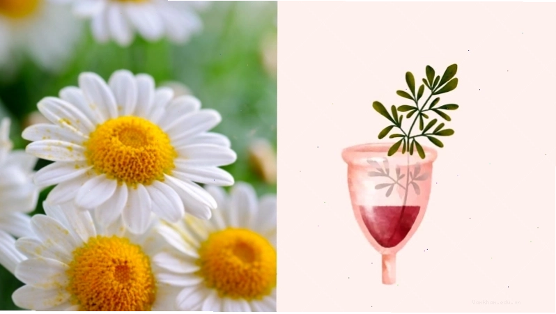 Hoa cúc trắng giúp chữa đau bụng kinh nguyệt