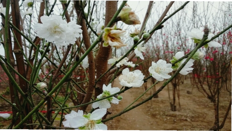 Hoa đào bích với sắc đỏ rực rỡ, biểu tượng của may mắn và tài lộc