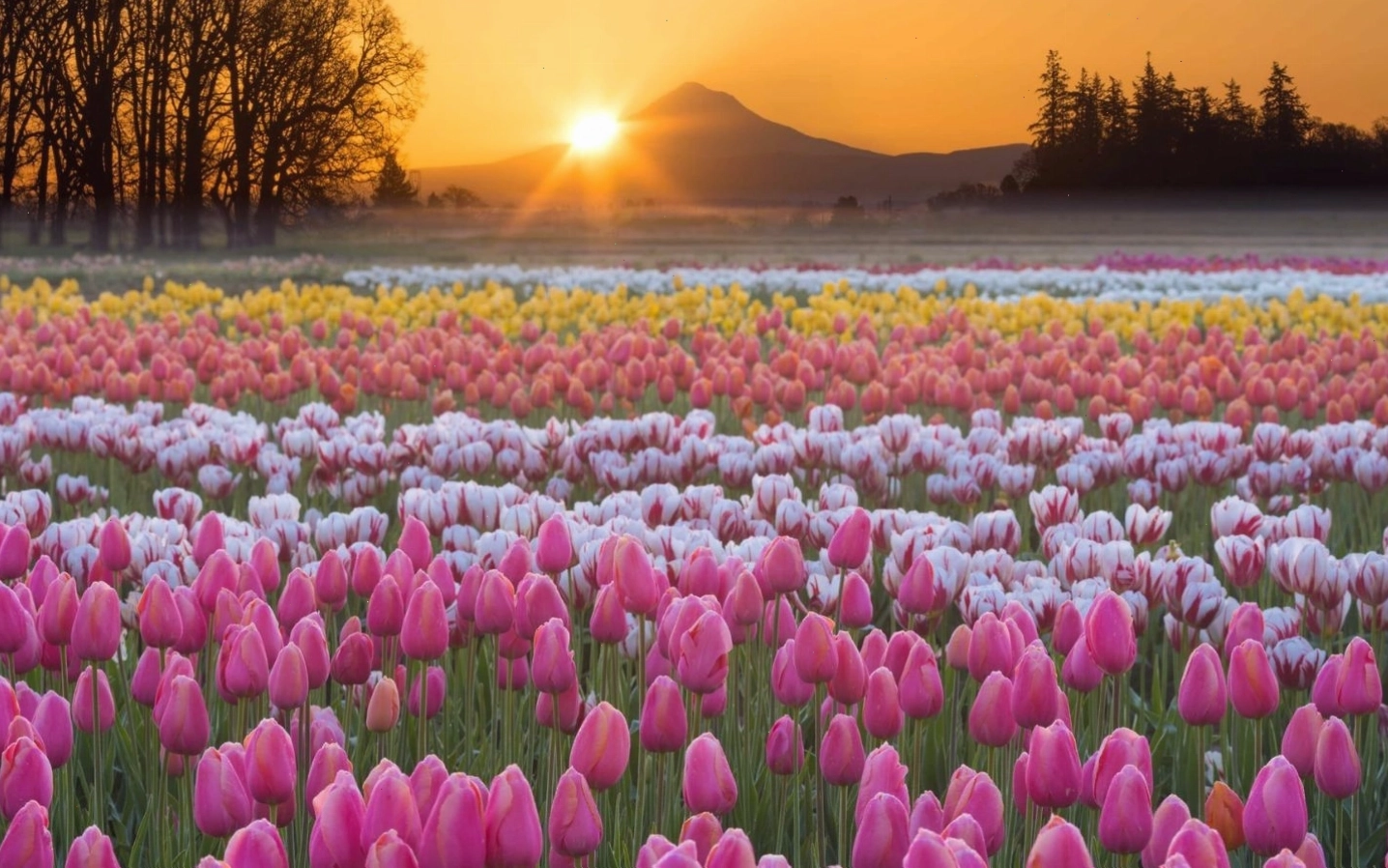 Hoa tulip với vẻ đẹp đa dạng, ý nghĩa phong phú