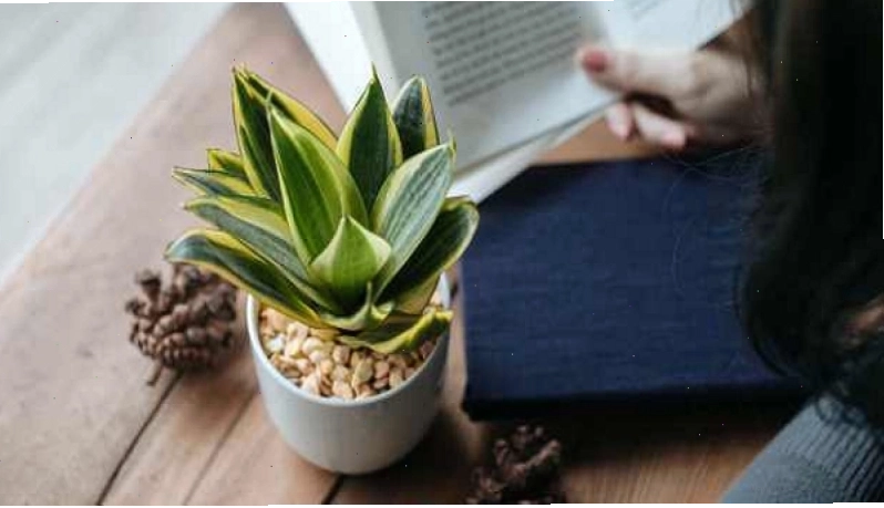 Lưu ý khi trồng cây lưỡi hổ, đảm bảo an toàn và phát huy công dụng