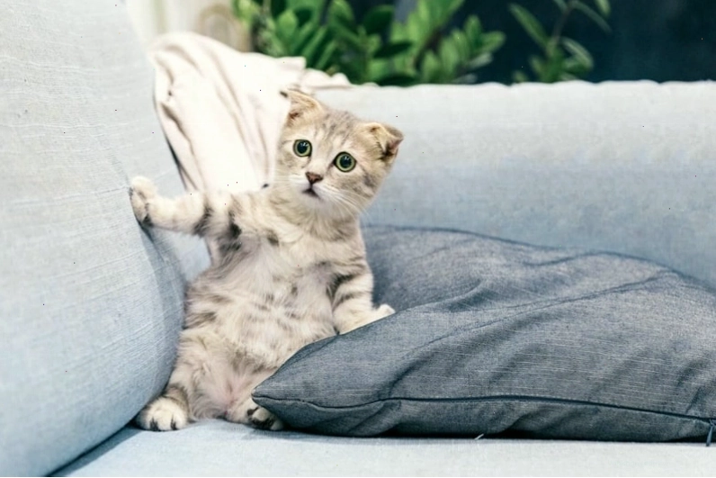 Mèo con với biểu cảm tò mò nhìn ra ngoài