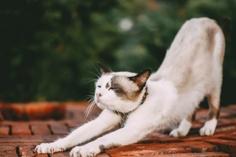 Mèo nằm dài với tư thế độc đáo