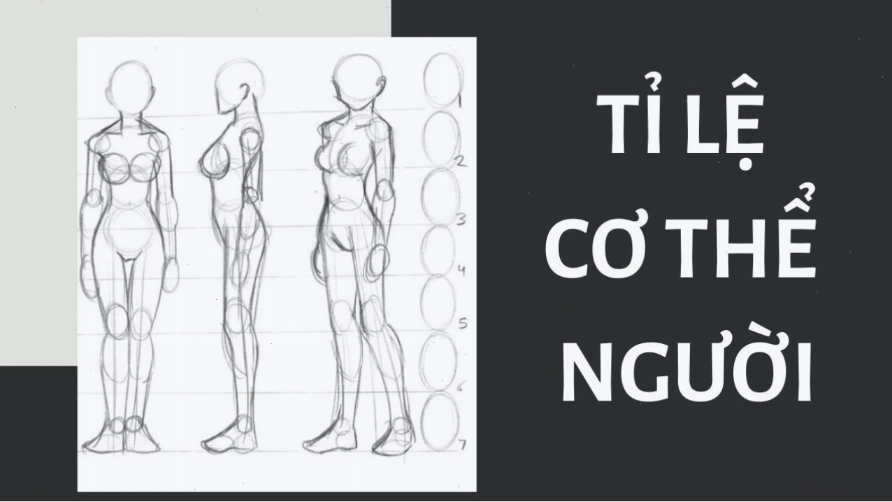 Minh họa tỉ lệ cơ thể người trong vẽ anime chuẩn