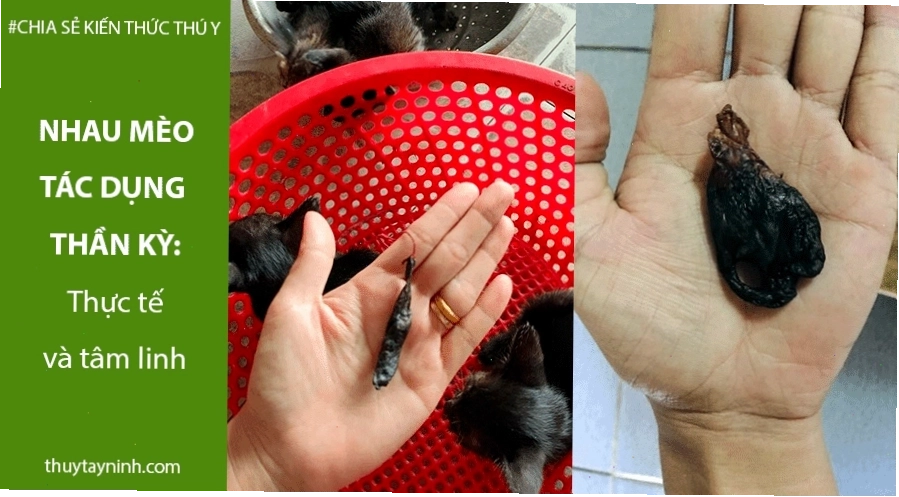 Nhau mèo đen tác dụng thực tế và tâm linh