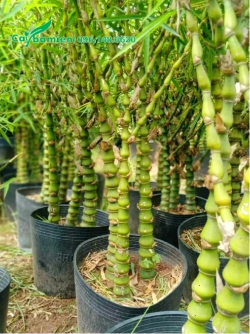 Những bầu cây Trúc Quan Âm nhỏ để làm cảnh