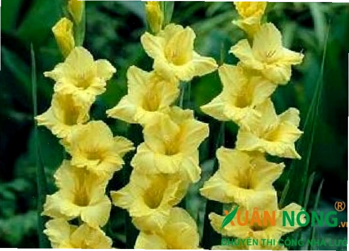 Những bông hoa lay ơn vàng rực rỡ khoe sắc dưới nắng