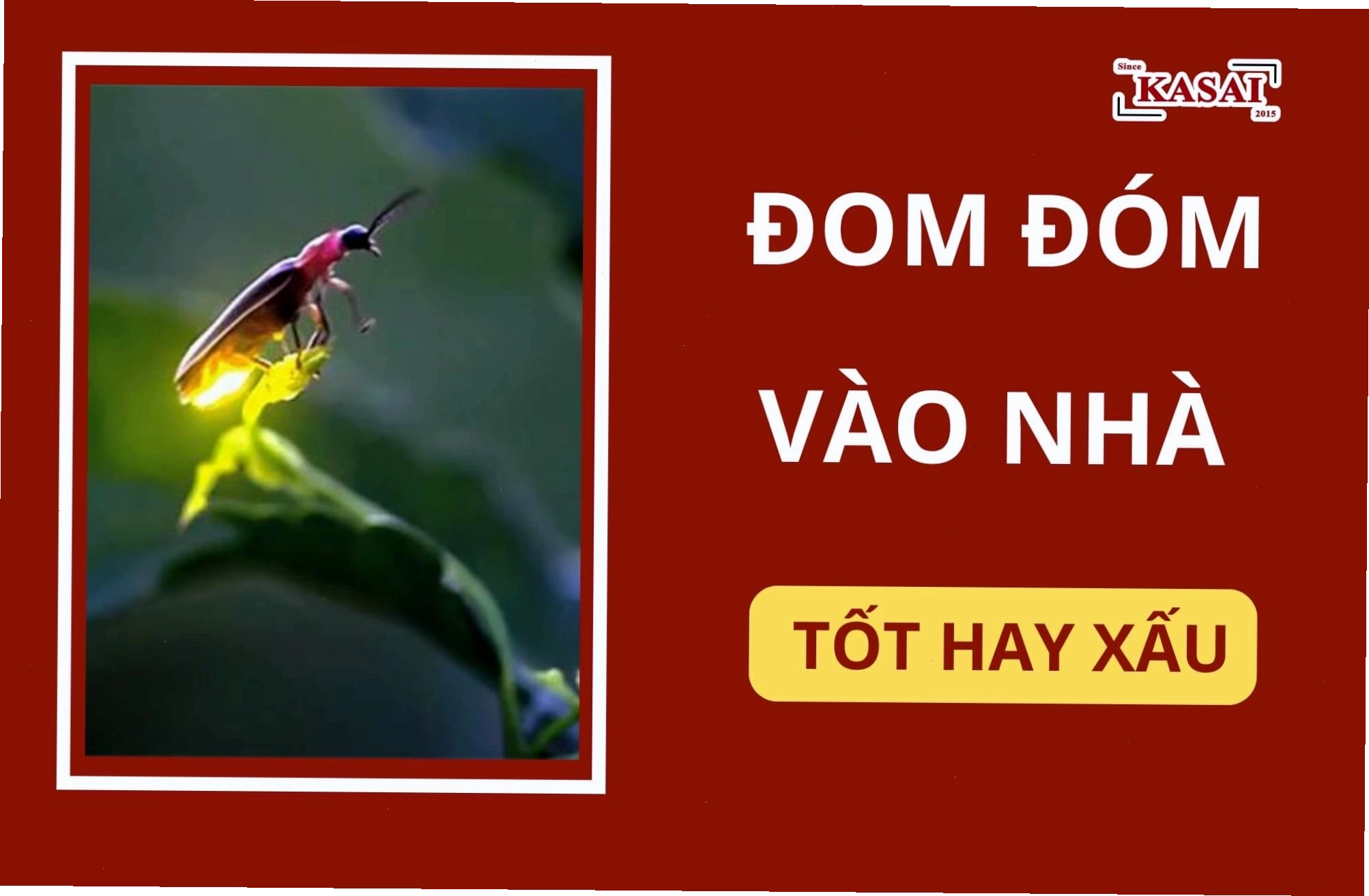 Những điều cần làm khi đom đóm bay vào nhà