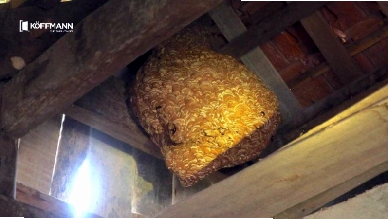 Ong làm tổ trước cửa nhà