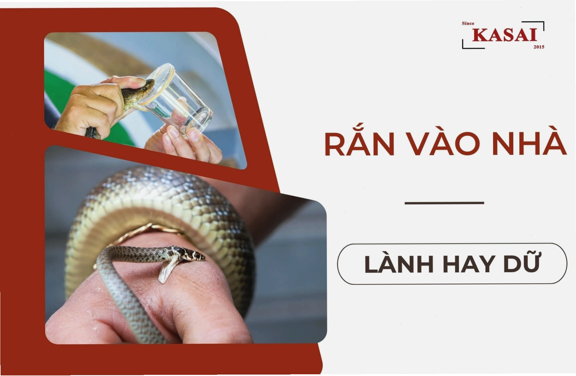 Rắn vào nhà lành hay dữ