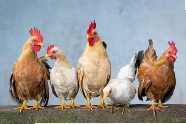 Sự khác biệt giữa gà mái và gà trống