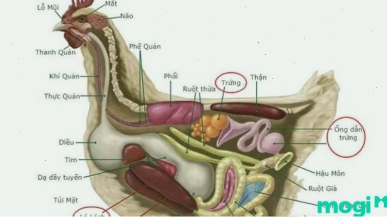 Sự thay đổi sinh học cũng làm gà mái thay đổi nhiều về mặt chức năng