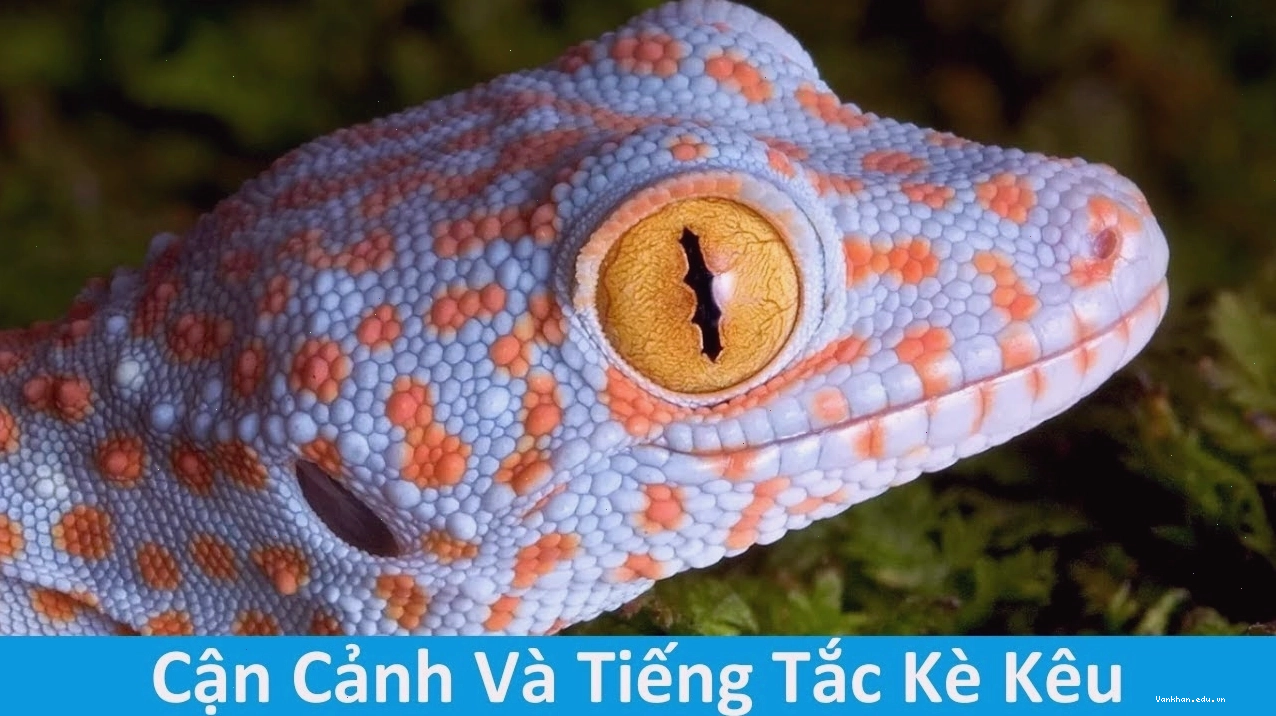 Tắc kè kêu 11 tiếng ban ngày mang ý nghĩa gì?