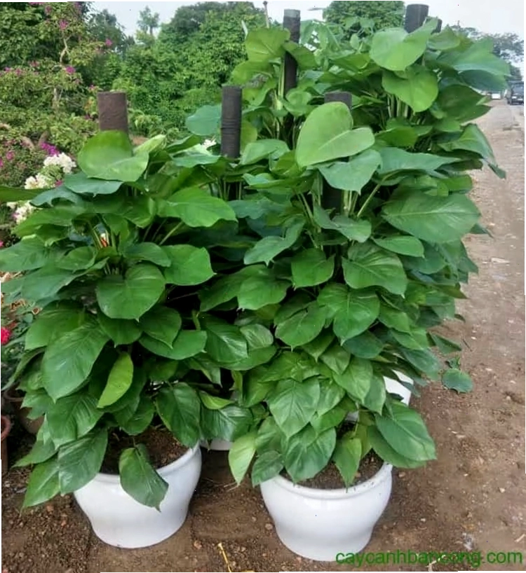 Trầu bà là lựa chọn phong thủy tuyệt vời cho mọi không gian sống