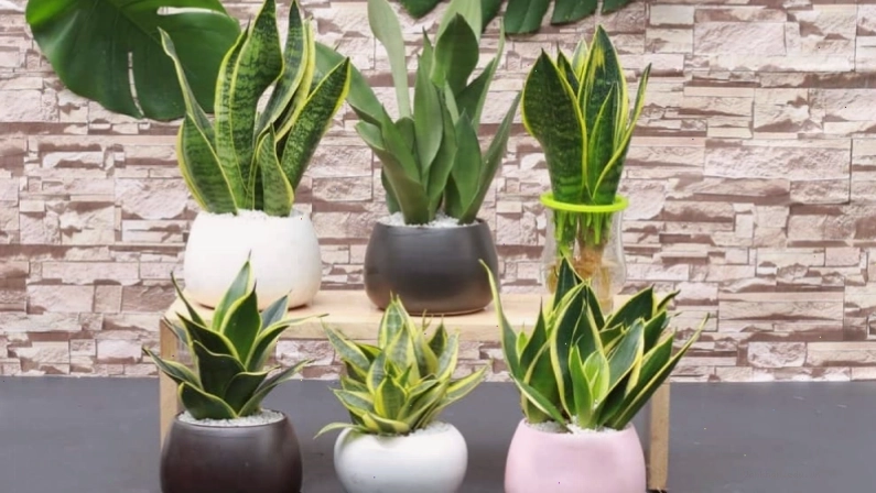 Trồng cây lưỡi hổ trong nhà cần chú ý cách tưới nước, ánh sáng và đất trồng