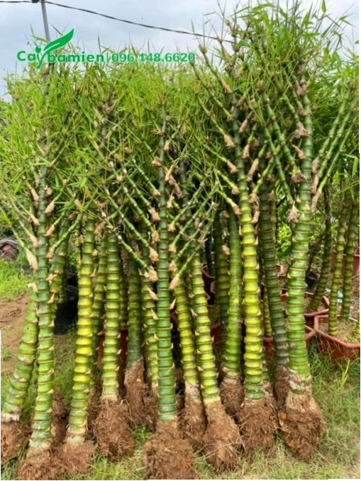 Trúc Quan Âm 1 thân bứng thẳng tại vườn