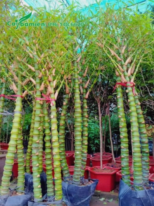 Trúc Quan Âm dáng đẹp, mỗi chậu 3 - 5 thân