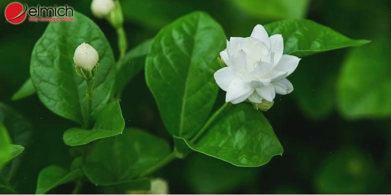 Vẻ đẹp thanh tao của hoa nhài trắng tinh khôi