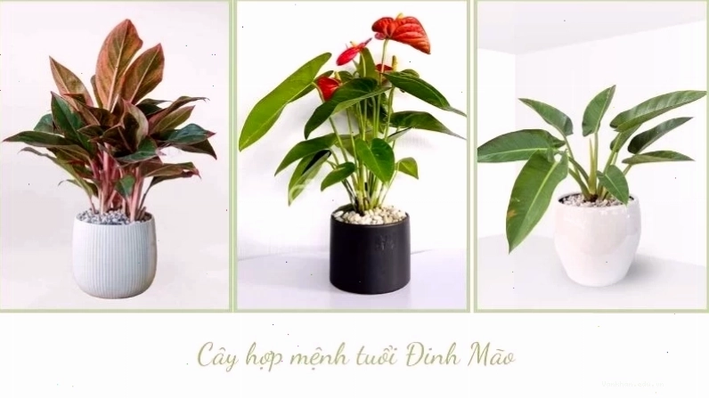 Vị trí đặt cây phong thủy cho tuổi Đinh Mão 1987