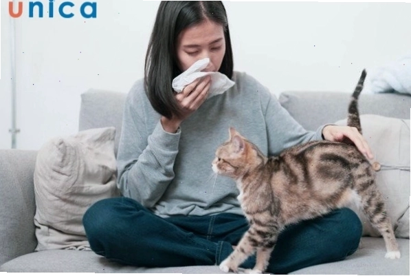 Xử lý tình trạng hắt hơi do lông vật nuôi