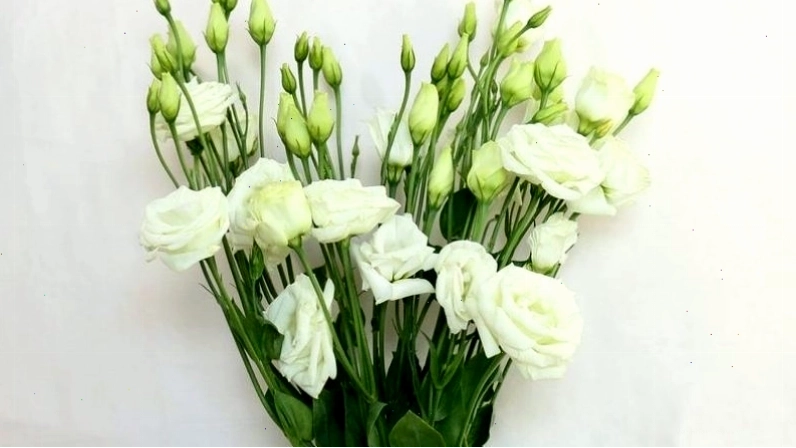 Ý nghĩa hoa cát tường trắng trong tình yêu và sự khởi đầu mới